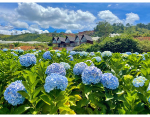 Hà Nội – Đà Lạt – Nha Trang 4 Ngày 3 Đêm